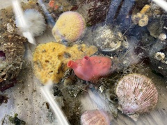 Cnemidocarpa finmarkiensis