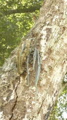 Lepismium cruciforme