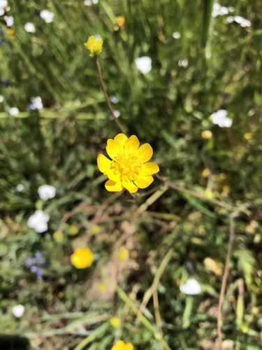 iNaturalist observation photo of California buttercup