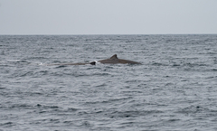 Berardius bairdii