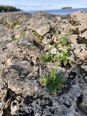 Erigeron philadelphicus provancheri
