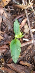 Chiloglottis