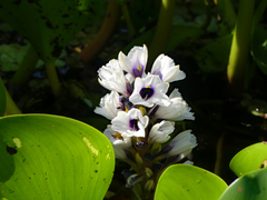 Pontederia azurea