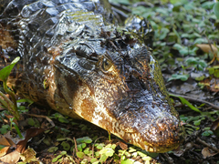 Caiman yacare