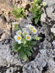 Erigeron philadelphicus provancheri