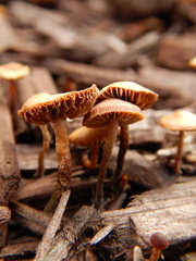 Deconica