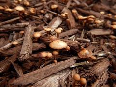 Deconica