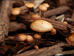 Deconica