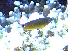 Pomacentrus bankanensis