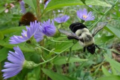 Bombus impatiens