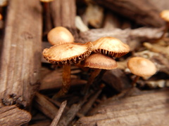 Deconica