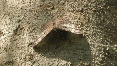 Hamadryas