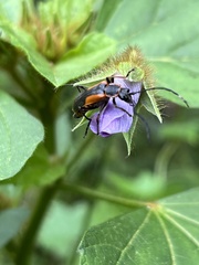 Chauliognathus limbicollis