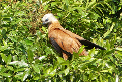 Busarellus nigricollis