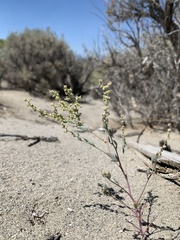 Chenopodium nevadense