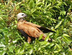 Busarellus nigricollis