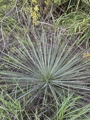 Yucca constricta