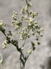 Chenopodium nevadense
