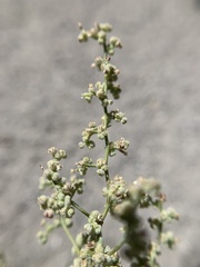 Chenopodium nevadense