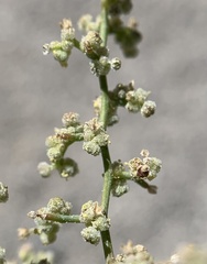 Chenopodium nevadense