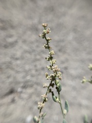 Chenopodium nevadense