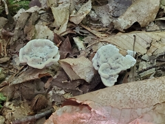 Hydnellum peckii