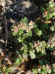 Herniaria schlechteri