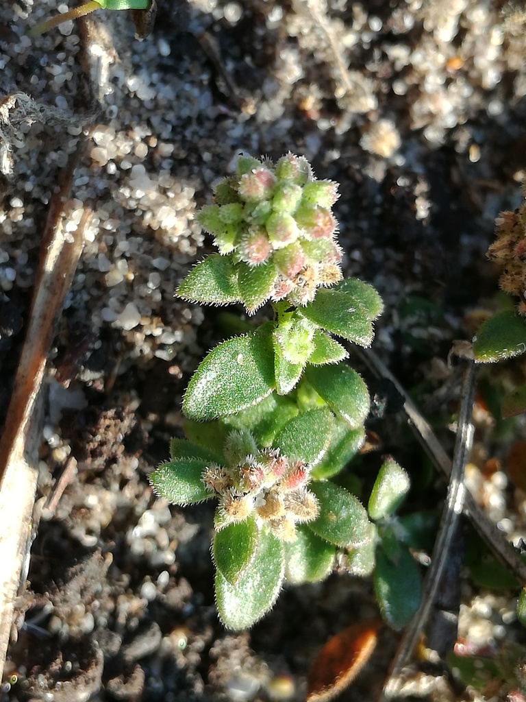 Herniaria schlechteri