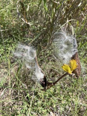 Asclepias viridis