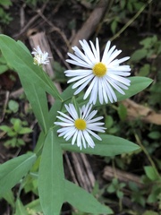 Boltonia asteroides