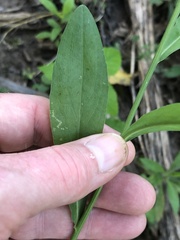 Boltonia asteroides