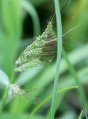 Echinochloa walteri