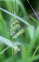 Echinochloa walteri