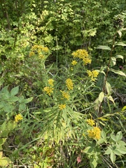 Euthamia graminifolia