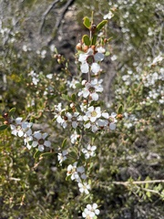 Leptospermum laevigatum