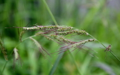 Echinochloa walteri