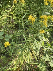 Euthamia graminifolia