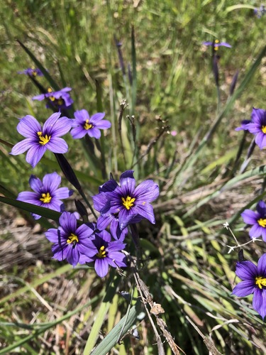 iNaturalist observation photo of western blue-eyed grass