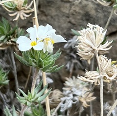 Leptosiphon nuttallii