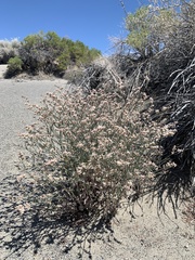 Eriogonum nummulare