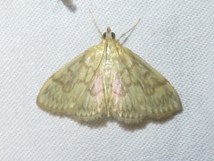 Crocidophora serratissimalis