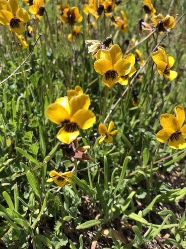 iNaturalist observation photo of California Golden Violet