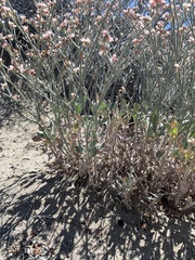 Eriogonum nummulare