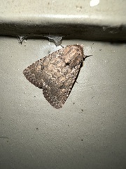 Protorthodes alfkenii