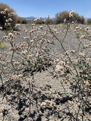 Eriogonum nummulare