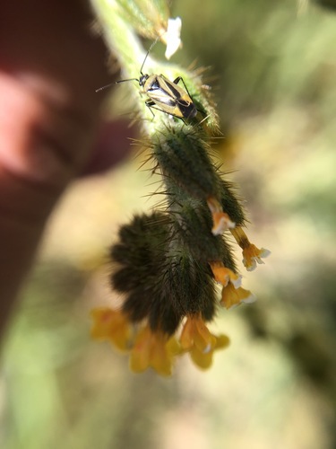 iNaturalist observation photo of Fiddleneck Plant Bug