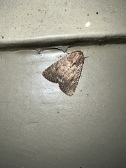 Protorthodes alfkenii