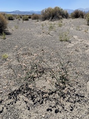 Eriogonum nummulare