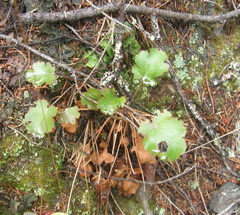 Heuchera cylindrica