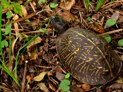 Terrapene carolina bauri